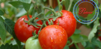 Ngăn ngừa ung thư từ cà chua