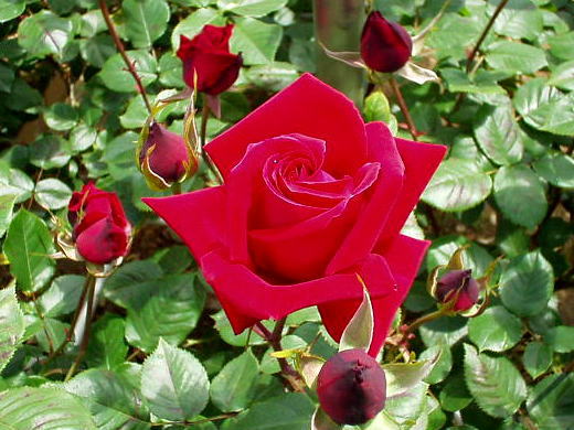 hoa hồng chữa bệnh