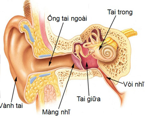 bài thuốc đông y chữa viêm tai giữa