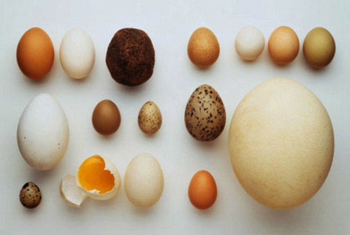 Mỗi loại trứng lại có những giá trị dinh dưỡng khác nhau