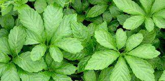 Giảo cổ lam: cây thuốc quý có nhiều công dụng tốt cho sức khỏe