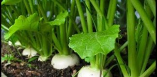 Củ cải trắng “thần dược mùa đông” và những lợi ích cho sức khỏe