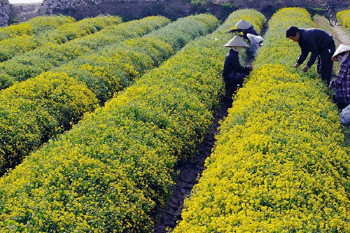 Ngắm trọn bộ ảnh cánh đồng dược liệu đẹp mê ly tại Hưng Yên