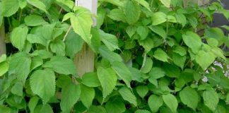 Công dụng trị bệnh thần kỳ của cây lá Gai