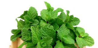 Bất ngờ với những công dụng của cây cỏ xung quanh ta