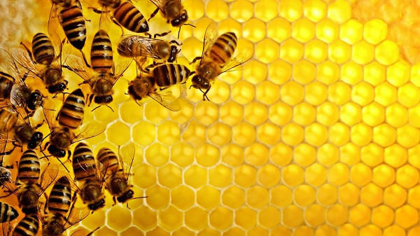 Thành phần mật ong chứa nhiều chất dinh dưỡng có lợi cho sức khỏe