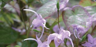 Bài thuốc Y học cổ truyền điều trị loãng xương từ dâm dương hoắc