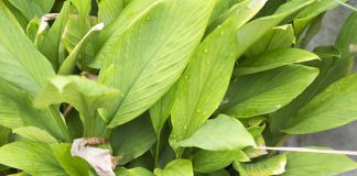 Ngải đen có những công dụng gì đối với sức khỏe?