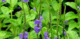 Tác dụng của cây đuôi chuột trong hỗ trợ điều trị bệnh như thế nào?