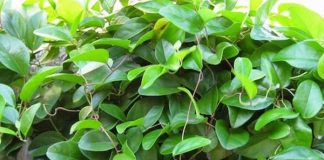 Dược liệu Đông y Sương sâm giúp hạ sốt, giảm đau hiệu quả
