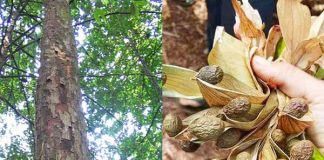 Hạt đười ươi – Vị thuốc đông y giúp thanh nhiệt, chữa gai cột sống