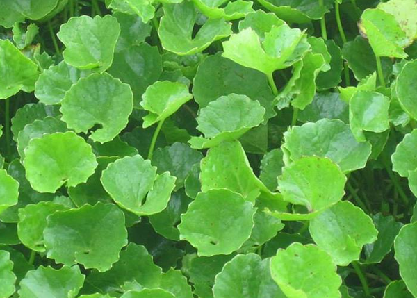 Những món ăn bài thuốc đông y từ vị thuốc rau má