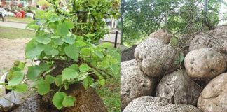 Thầy thuốc Đông y chia sẻ những tác dụng từ cây thuốc quý Bình vôi