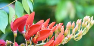 Thầy thuốc chia sẻ bài thuốc trị bệnh từ lá vông nem trong đông y