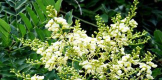 Thầy thuốc đông y chia sẻ một số công dụng từ hoa hòe
