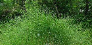 Thầy thuốc đông y chia sẻ những thông tin về dược liệu Ma hoàng